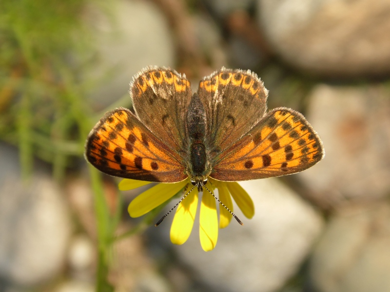 Lycaena tityrus?